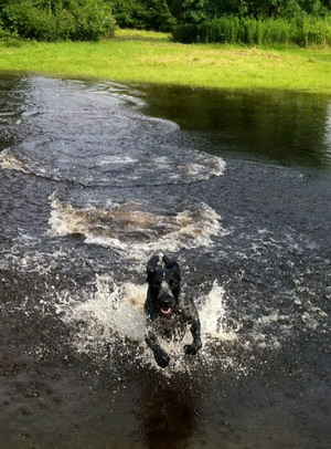 Hund im Wasser