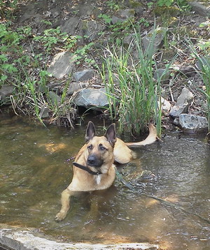 Stella